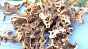  Hii, Makhluk Aneh Diduga Alien Tampakkan Diri di Malaysia
