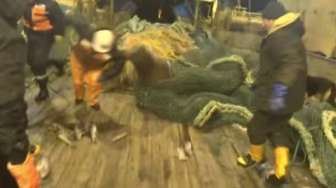 Video: Ngamuk, Singa Laut Banting Nelayan