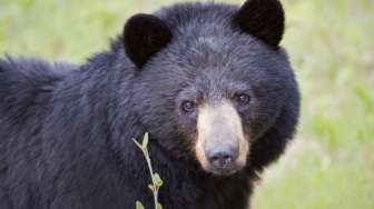 Ngeri! Perempuan AS Tewas Diserang dan Dimakan Kawanan Beruang Hitam