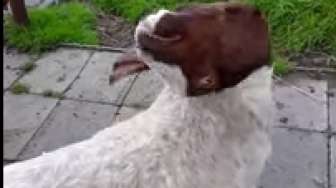 Kambing Ini Bisa Putarkan Kepalanya 360 Derajat