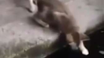 Video: Langka, Kucing Diterkam Ikan Koi