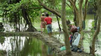 Asyiknya Menyusuri Hutan Mangrove di Jakarta