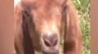 Video: Wah, Kambing Ini Bisa'Bahasa Inggris'