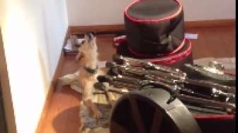 Video: Wow, Anjing Ini Bisa Nyanyi Blues
