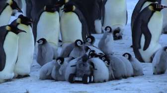 Video: Robot Ini Dianggap 'Keluarga' oleh Pinguin