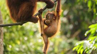 Yuk, Lestarikan Orangutan Demi Menghidupkan Masa Depan!