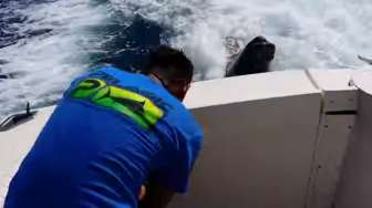 Kelaparan, Hewan Liar Ini Kejar "Speed Boat"