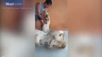 VIDEO: Ini Pekerjaan Paling Aneh: Memijat Singa