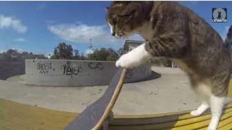 Wow, Kucing Bermuka Datar Ini Jagonya &quot;Skateboard&quot;