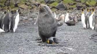 VIDEO: Waduh, Singa Laut Perkosa Pinguin
