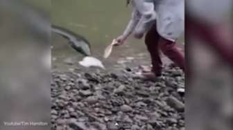 VIDEO: Hii, Ada Belut Raksasa di Sungai Ini