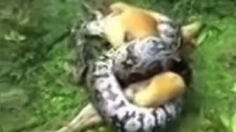 Anjing Imut Ini Nyaris Mati Dililit Piton Raksasa