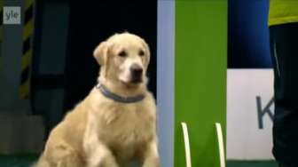 VIDEO: Ikut Lomba Lari, Anjing Ini Gagal Fokus