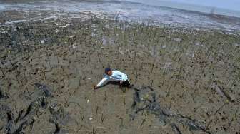 62.505 ha Lahan Mangrove Sumsel Kritis, Penyebabnya Ini