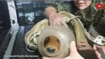 Anjing Ini 'Nyangkut' dalam Kendi Selama Dua Bulan