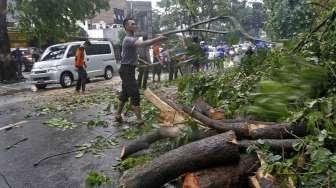 Hujan Petir Akibatkan Pohon Tumbang di Bogor