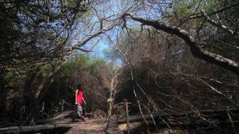 Wisata Hutan Mangrove