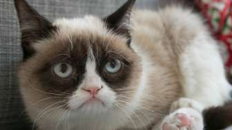 Penghasilan Kucing Ini Lebih Besar dari Nicole Kidman