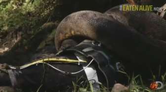 VIDEO: Ini Dia Aksi Lelaki yang Dimakan Hidup-hidup oleh Anaconda