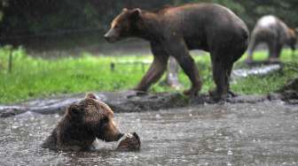 Taman Safari Indonesia