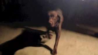Anjing Labrador Selamatkan Manusia dari Kebakaran