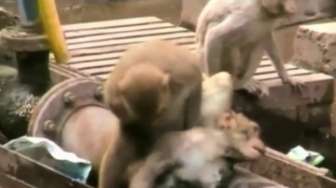 VIDEO: Luar Biasa, Monyet Ini Selamatkan Nyawa Temannya Sekarat