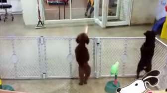 VIDEO: Lucu, Anjing Ini 'Menari Salsa' Ketika Bertemu Pemiliknya
