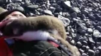 VIDEO: Datang ke Antartika, Lelaki Ini Dipeluk Bayi Pinguin