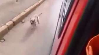 VIDEO: Anjing Setia Ini Kejar Ambulans yang Angkut Majikannya