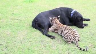 VIDEO: Luar Biasa, Anjing Ini Adopsi Anak Macan
