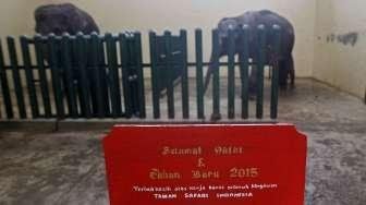 Anak Gajah Bernama Jokowi