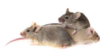 Korban Banjir Rentan Penyakit Kencing Tikus, Kenali Gejala Awalnya