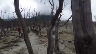 Eksotisnya Hutan 'Mati' di Papandayan