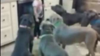 VIDEO: Wih, Enam Anjing Pitbull Tak Berkutik di Hadapan Bocah Ini