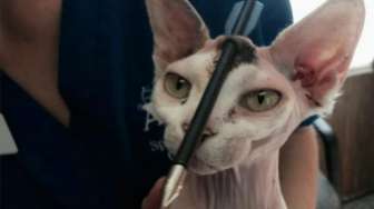 Kena Panah di Kepala, Kucing Ini Tetap Hidup