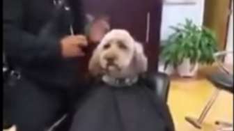 VIDEO: Lucu, Anjing Ini Duduk Seperti Manusia Saat Cukur Bulu