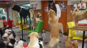 VIDEO: Serunya Main Anjing di Kafe Anjing Pertama di Amerika