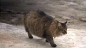 VIDEO: Ini Dia Rupa Kucing yang Selamatkan Nyawa Bayi