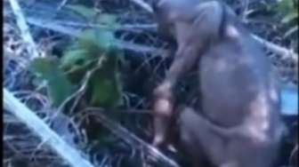 VIDEO: Makhluk Berwujud Aneh Ditemukan di Malaysia