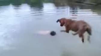 VIDEO: Anjing Ini Selamatkan Majikannya yang Tenggelam