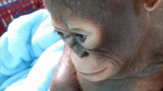VIDEO: Disiksa Setahun, Bayi Orangutan Menangis dan Syok