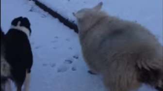 VIDEO: Kacau, Domba Ini Mengira Dirinya Anjing
