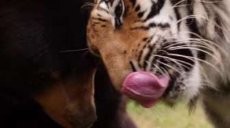 VIDEO: Lihat Deh Ada Harimau Bersahabat dengan Beruang