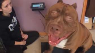 VIDEO: Ini Dia Anjing Pitbull Terbesar di Dunia