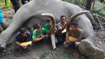 Rekonstruksi Pembantaian Gajah Sumatera