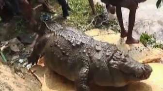 Kekenyangan, Buaya 'Keramat' Berusia 100 Tahun Mati