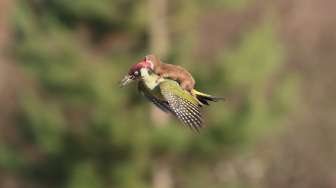 Fotografer Potret Burung Pelatuk Terbang Gendong Musang