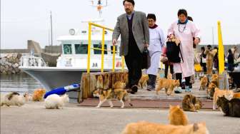 Sejumlah kucing memenuhi dermaga Pulau Aoshima di Prefektur Ehime, sebelah selatan Jepang, saat sejumlah orang turun dari kapal, akhir Februari 2015 lalu. [Reuters/Thomas Peter]