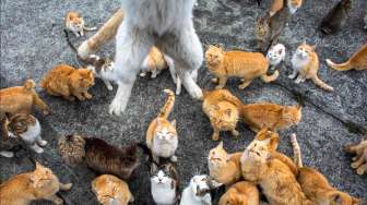 Saat sekelompok kucing difoto, seekor di antaranya coba menyambar makanan fotografer, di Pulau Aoshima, Prefektur Ehime, sebelah selatan Jepang, akhir Februari 2015 lalu. [Reuters/Thomas Peter]