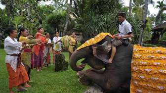 Umat Hindu di Bali merayakan hari Tumpek Kandang dengan menggelar ruwatan bagi hewan peliharaan.